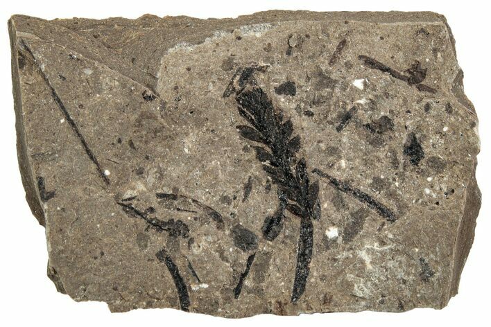Fossil Leaf (Stonebergia) - McAbee, BC #226058